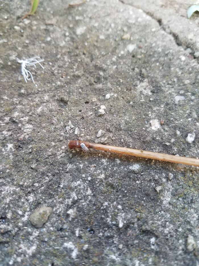 Sorry, Ladt Pic Was Just The Fluff After It Was List. This Pic Has The Separated Fluff, And The Bug On The Stick. I Have A Video Of A Single One Crawling, But No Idea How To Publish A Video.