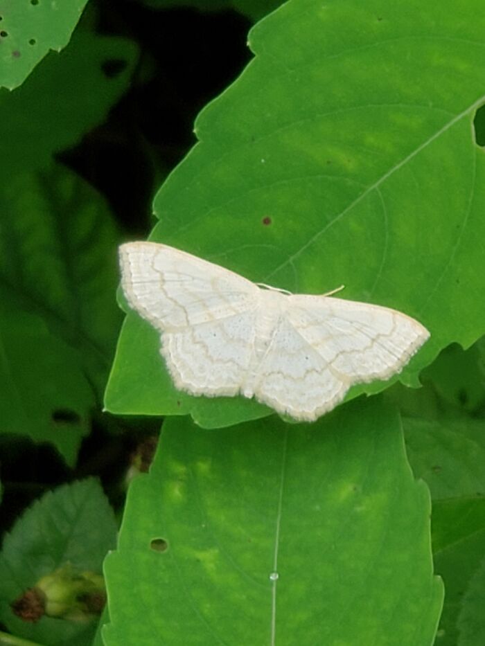 Mushrooms In My Potted Plant, And Two Insects From A Hike. Any Clues?