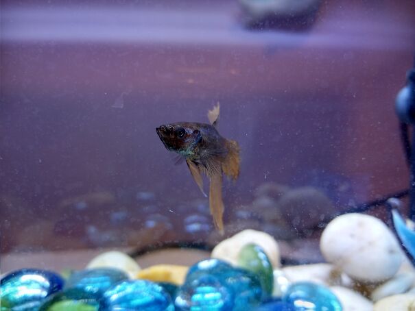 My Fish Skipper Keys