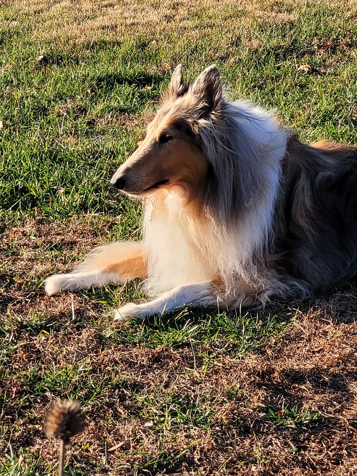 This Is Tanner. He Was A Retired Blood Donor For Other Dogs. A Gentle Soul Who Never Met A Flower That He Didn't Love. 16/10 Would Kiss That Nose