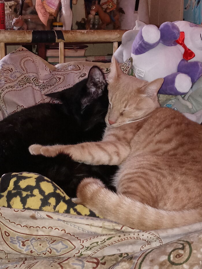 Bandit (Black) & Tauper (Orange)