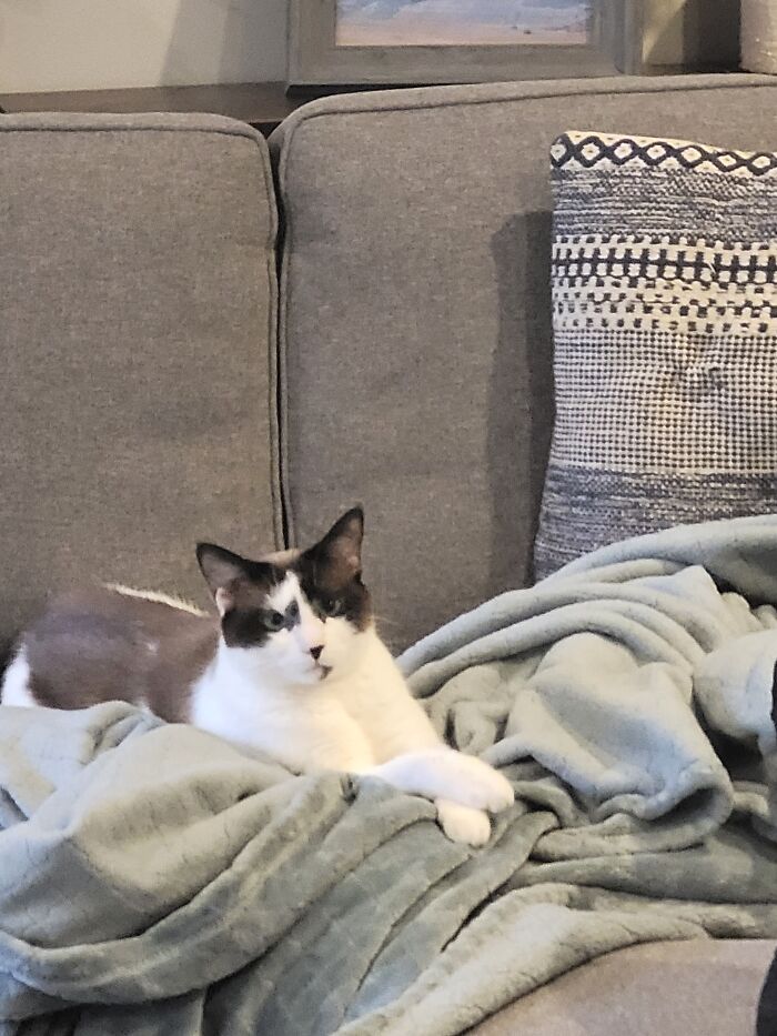 A Very Polite Kitty Girl