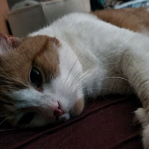 cherismallbeck avatar