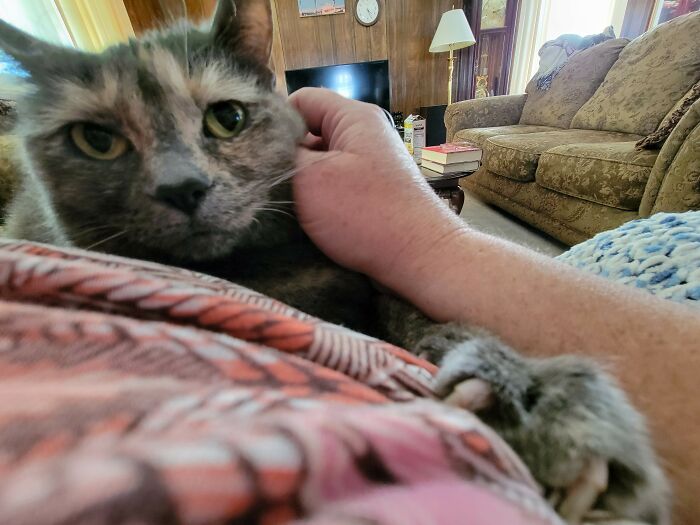 Pet Me Now Hooman Or The Claws Of Death Will Show You No Mercy