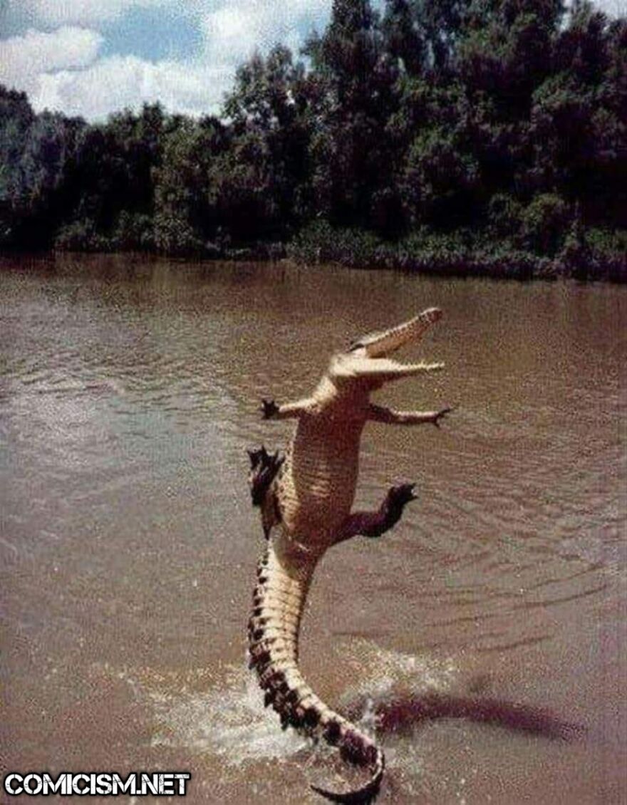 These 24 Animals Being Derps Become The Reason To Make Your Day Bright