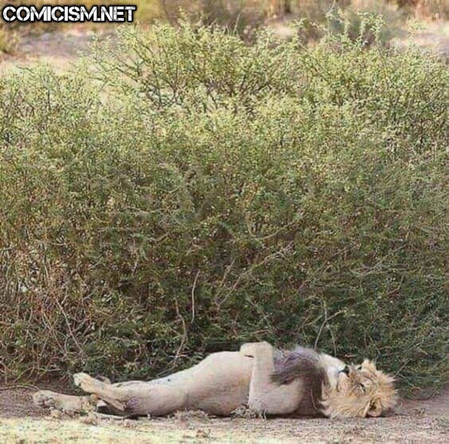 These 24 Animals Being Derps Become The Reason To Make Your Day Bright