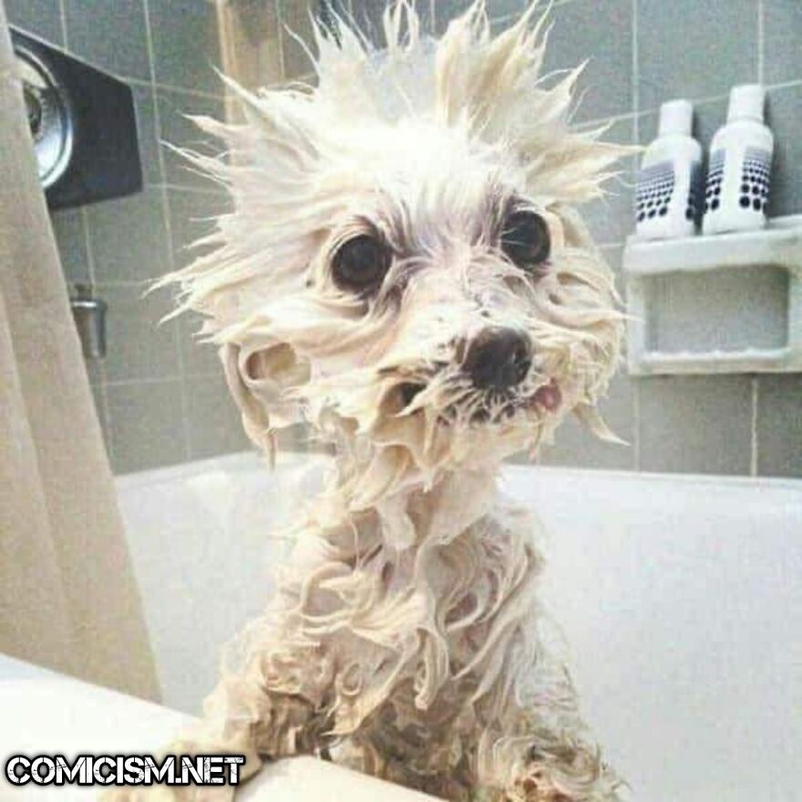 These 24 Animals Being Derps Become The Reason To Make Your Day Bright