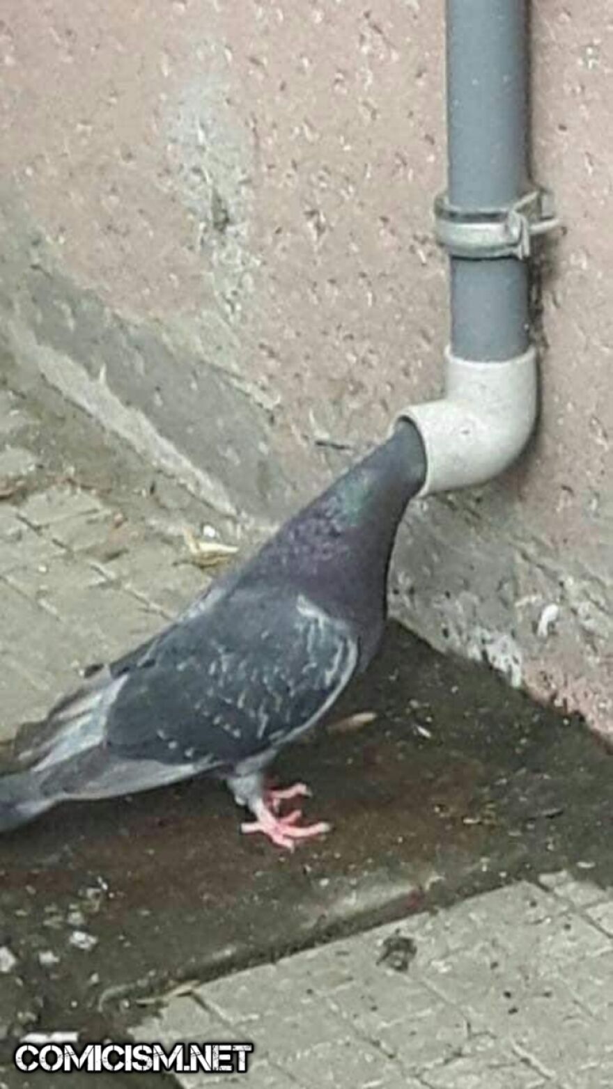 These 24 Animals Being Derps Become The Reason To Make Your Day Bright