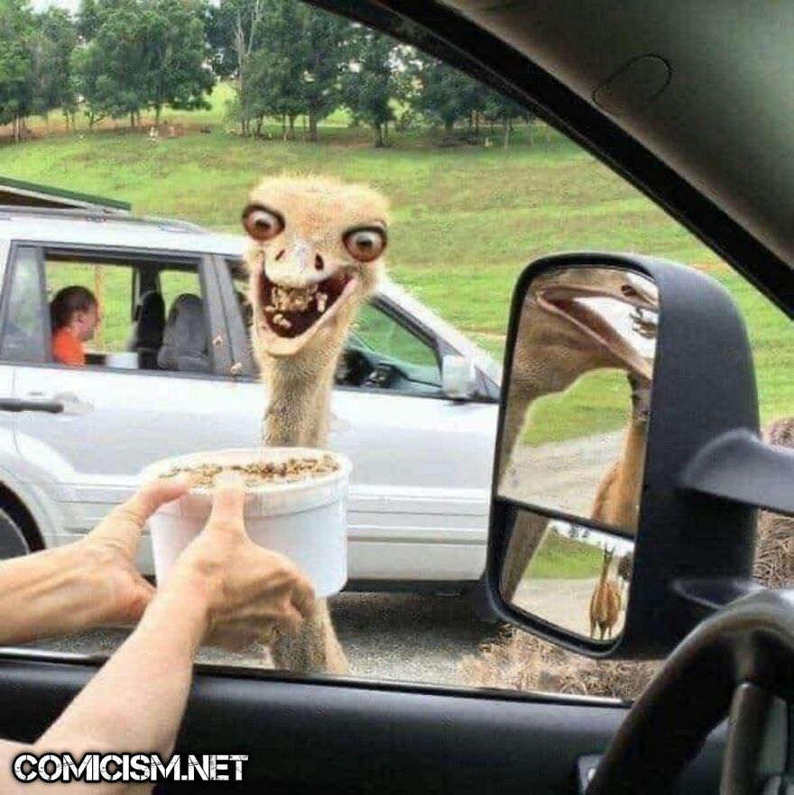 These 24 Animals Being Derps Become The Reason To Make Your Day Bright