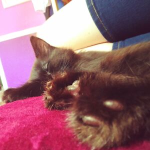 spocktuvokvulcan avatar