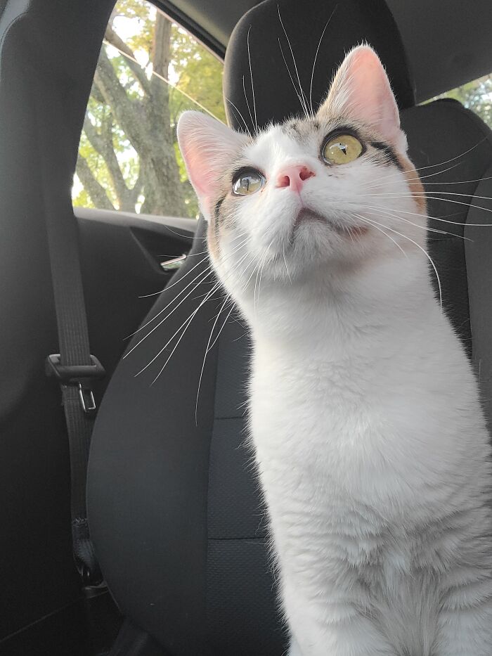 Just Got The Driver's License Today