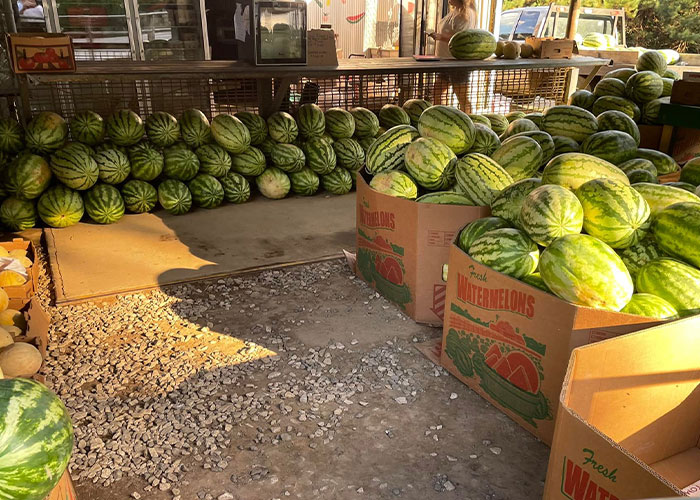 Animals At Wildlife Rescue Rejoice As Dozens Of Squashed Watermelons Are Donated After Accident Animals At Wildlife Rescue Rejoice As Dozens Of Squashed Watermelons Are Donated After Accident