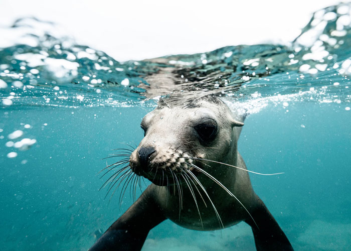 Divers Reveal 50 Disturbing Discoveries Underwater They Will Probably Never Be Able To Explain