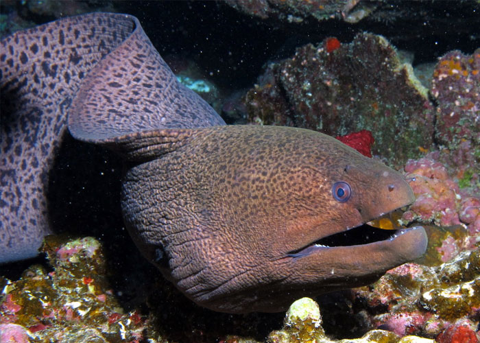 Divers Reveal 50 Disturbing Discoveries Underwater They Will Probably Never Be Able To Explain