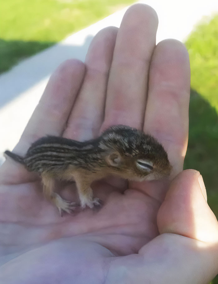 Cute Baby Squirrel Taking A Nap