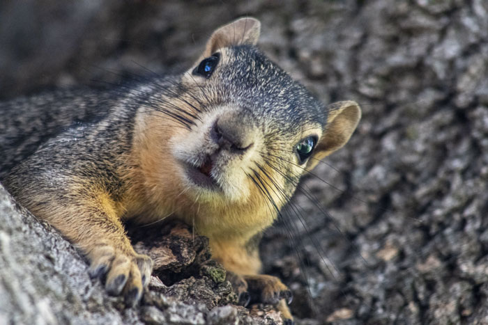 Squirrel Friend Was Curious