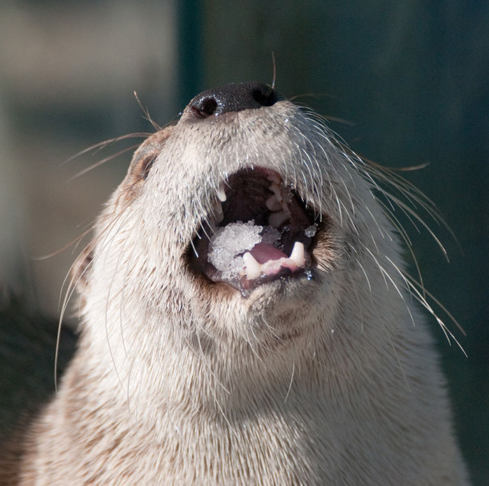 Otters Like Snow! Nom Nom Nom