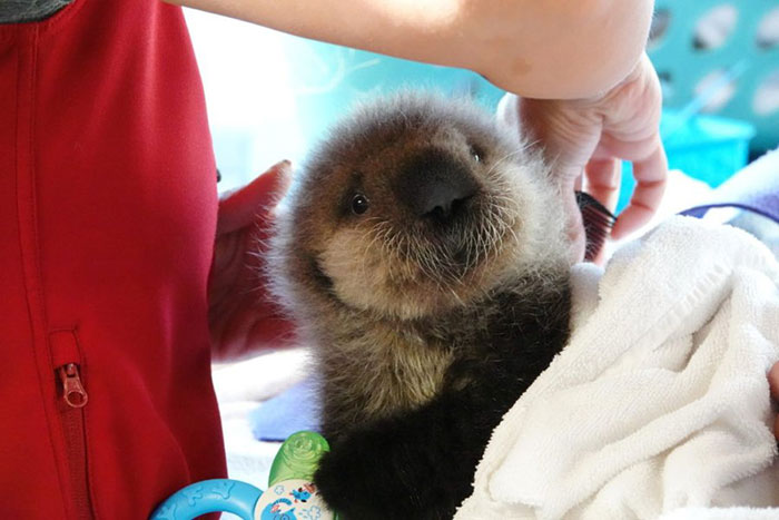 Happy Rescueversary Jojo! Joey Was Rescued On This Day Two Years Ago