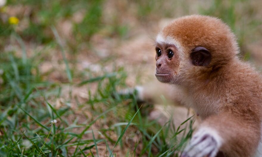 Baby Gibbon Delphina Still Lives With Her Zookeeper Mother Zera