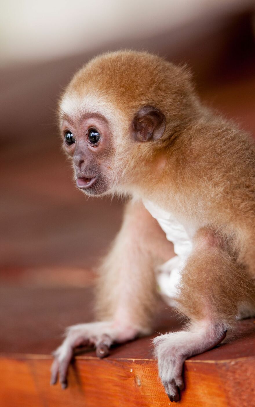 Baby Gibbon Delphina Still Lives With Her Zookeeper Mother Zera