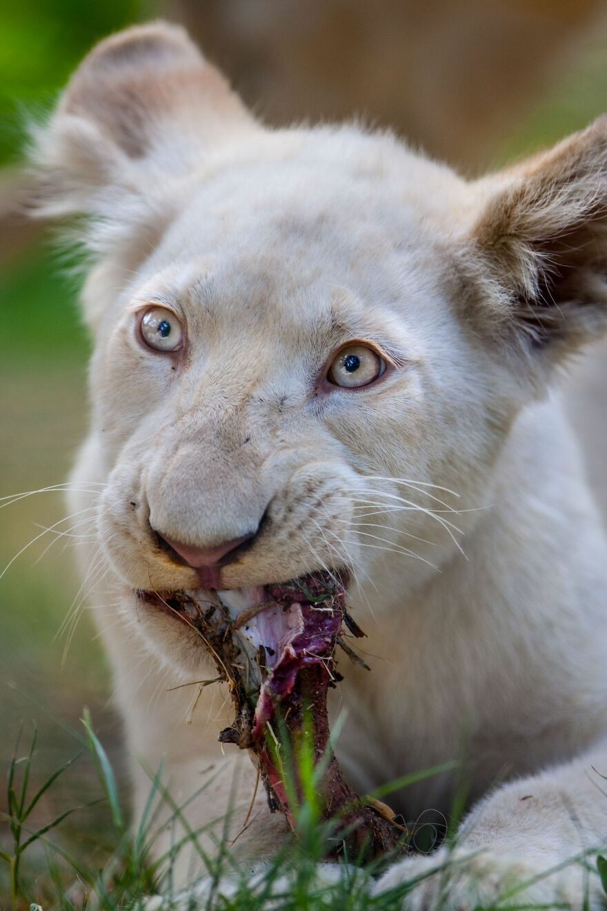 The White Lion Cubs Grew Into Real Little Lions