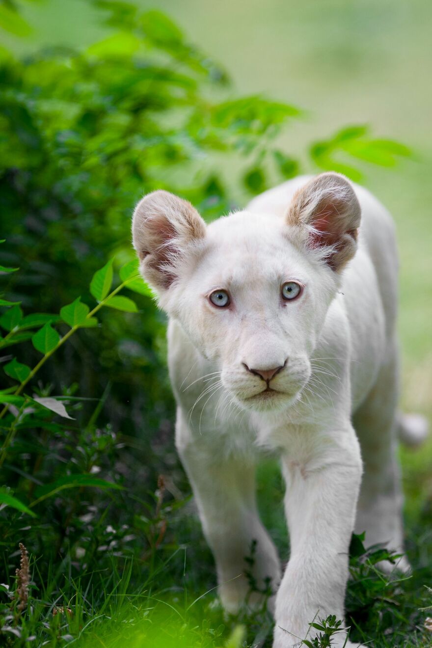 The White Lion Cubs Grew Into Real Little Lions