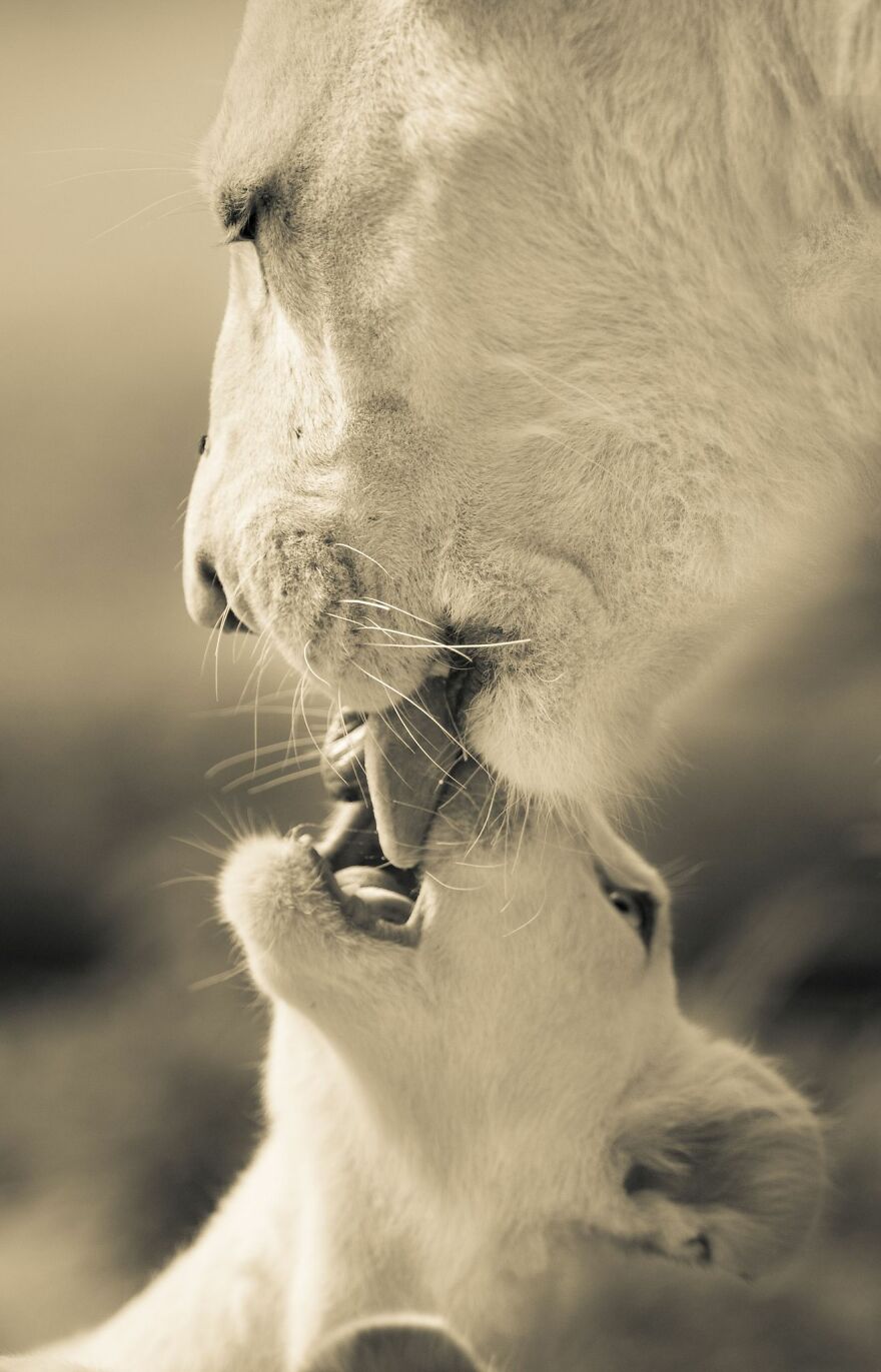 The White Lion Cubs Grew Into Real Little Lions