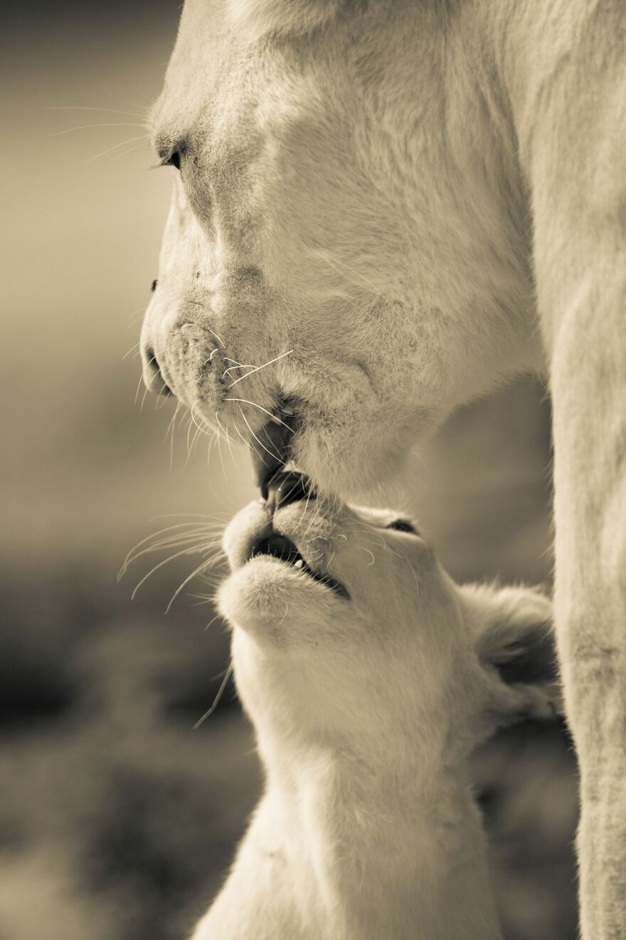 The White Lion Cubs Grew Into Real Little Lions