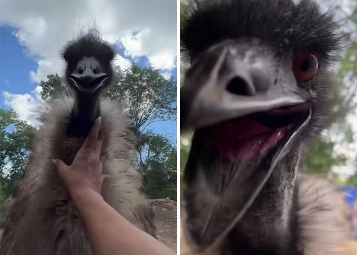 Millions Of People Can’t Get Enough Of The ‘Useless Farm’s’ Animals, Especially An Emu Named Karen, Who’s Out For Blood Millions Of People Can’t Get Enough Of The ‘Useless Farm’s’ Animals, Especially An Emu Named Karen, Who’s Out For Blood
