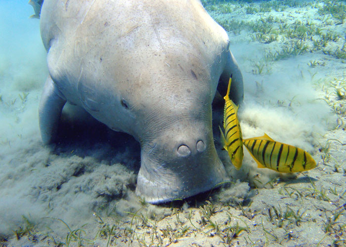 Divers Reveal 50 Disturbing Discoveries Underwater They Will Probably Never Be Able To Explain