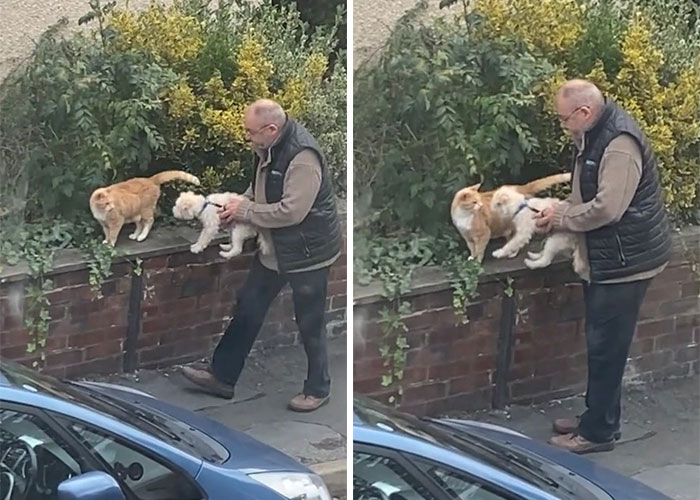 Video Of A Man Introducing His Dog To Neighborhood Cat Goes Viral With 7.7M Views - 3
