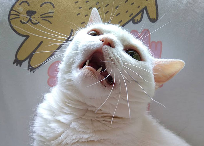 Sassiest Dwarf Kitten Comes Into Woman's Home, Steals Her Heart And Becomes Internet Sensation