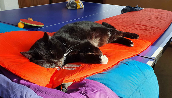 Cheeky Seal Breaks Into Family Home, Terrorizes Cat And Chills On Couch, And The Internet Is In Stitches