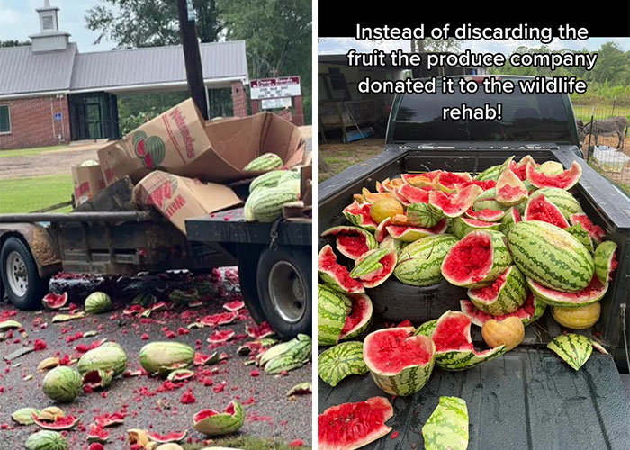 Animals At Wildlife Rescue Rejoice As Dozens Of Squashed Watermelons Are Donated After Accident Animals At Wildlife Rescue Rejoice As Dozens Of Squashed Watermelons Are Donated After Accident