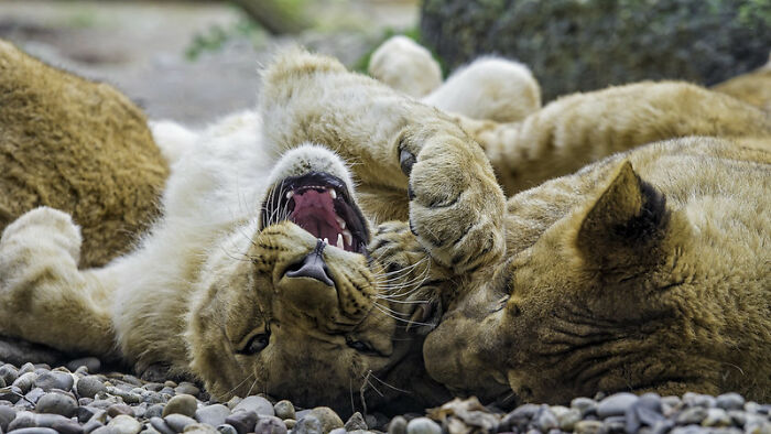 Two lion cubs playfully wrestling on rocky ground, illustrating things guys should never say to partners.
