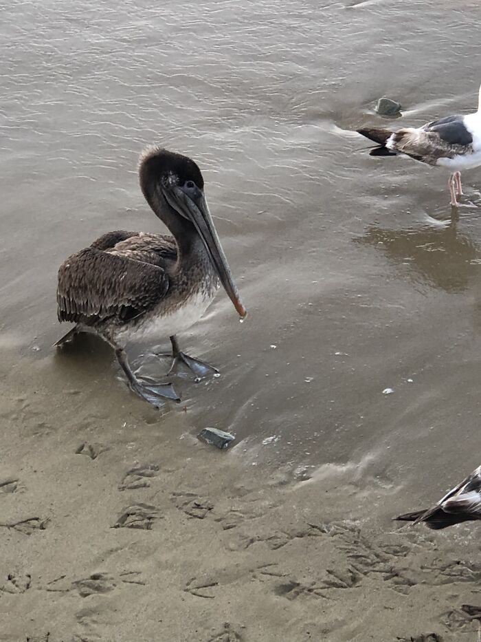 Flock Of Seagulls Trick Pelican