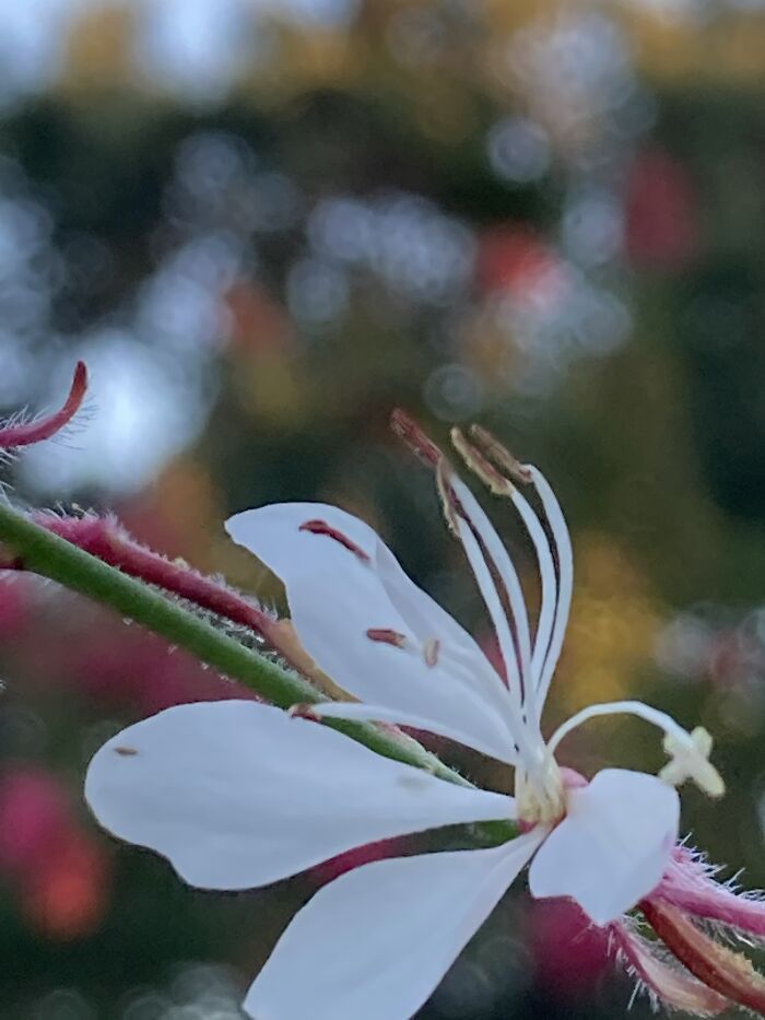 I’ve Been Doing A Lot Of Photography. I Took This One Just On My Phone. I’m Hoping To Get A Good Quality Camera So I Can Continue This! ✨✨