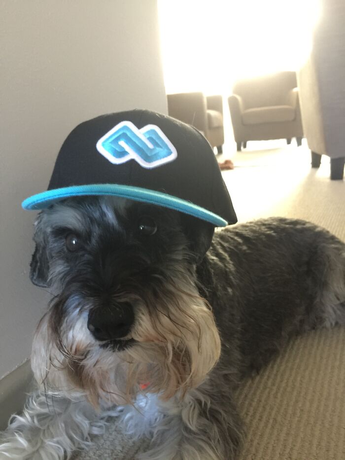 The “Weratedogs” Twitter Account With 9m Followers Rates People's Dogs, And It's As Hilarious As It Is Wholesome (50 New Pics)