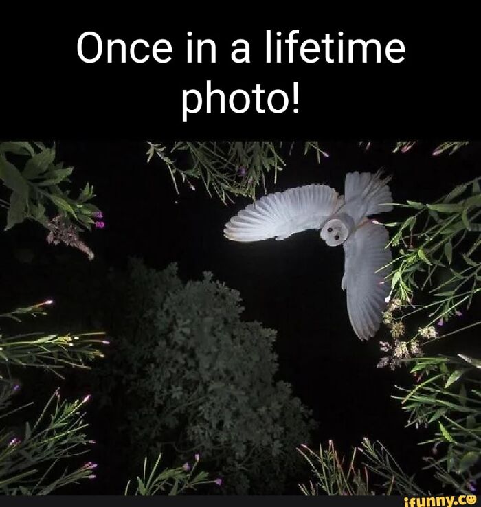 Ok, What Kind Of Owl Is This Because I'm Curious.