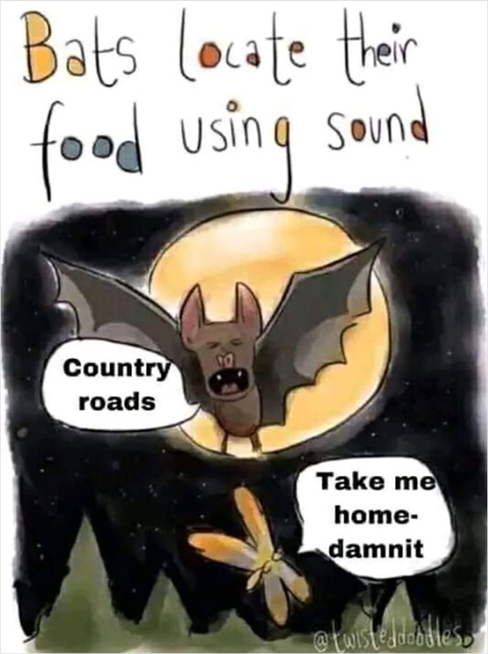 Cartoon bat using sound to locate food, humorously singing country roads, funny science jokes and memes concept.