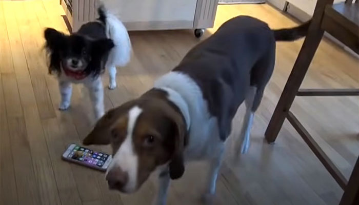 Two Dogs Managed To Call The Police 16 Times In 30 Minutes, And The Internet Is In Stitches - 1