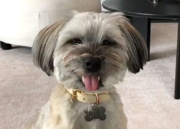 Video Of Introverted Dogs Meeting Up Has Melted Hearts All Over The Internet And Made People Say “Relatable!” - 4