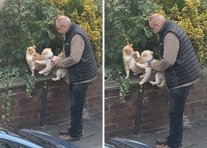 Video Of A Man Introducing His Dog To Neighborhood Cat Goes Viral With 7.7M Views - 4