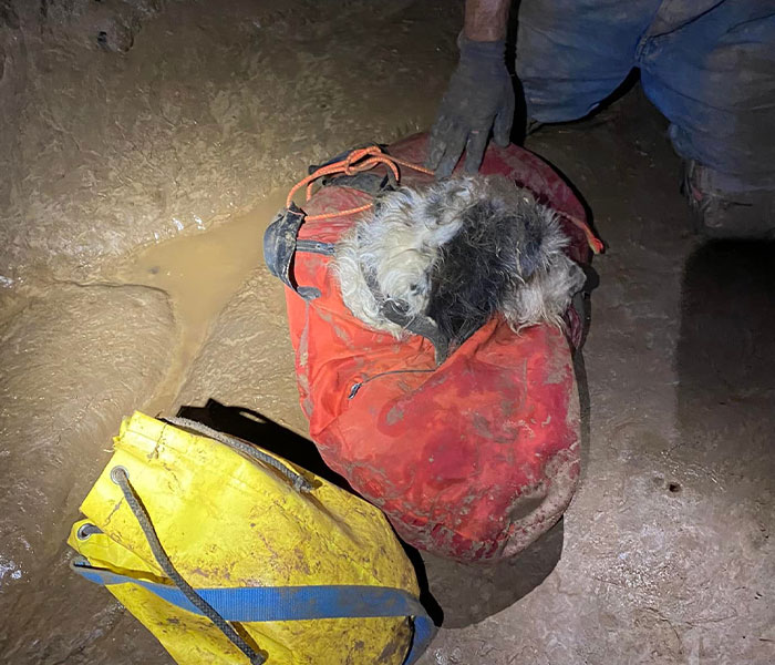 Poodle Reunites With Owner 2 Months After Disappearing As Cavers Find Her 500 Feet Underground Poodle Reunites With Owner 2 Months After Disappearing As Cavers Find Her 500 Feet Underground