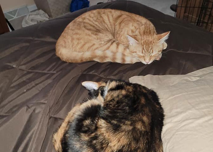 &ldquo;Oh My God, That&rsquo;s Him!": Family In Shock As Cat Lost During Move Shows Up At Their New House 2 Months Later