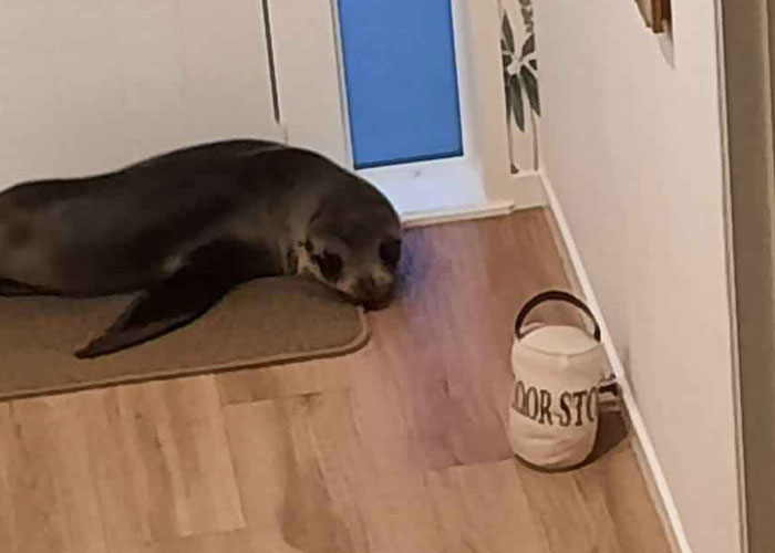 Cheeky Seal Breaks Into Family Home, Terrorizes Cat And Chills On Couch, And The Internet Is In Stitches