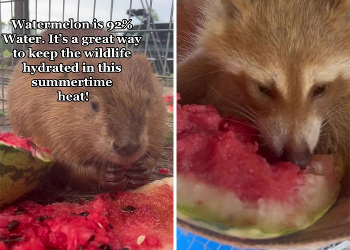 Animals At Wildlife Rescue Rejoice As Dozens Of Squashed Watermelons Are Donated After Accident Animals At Wildlife Rescue Rejoice As Dozens Of Squashed Watermelons Are Donated After Accident
