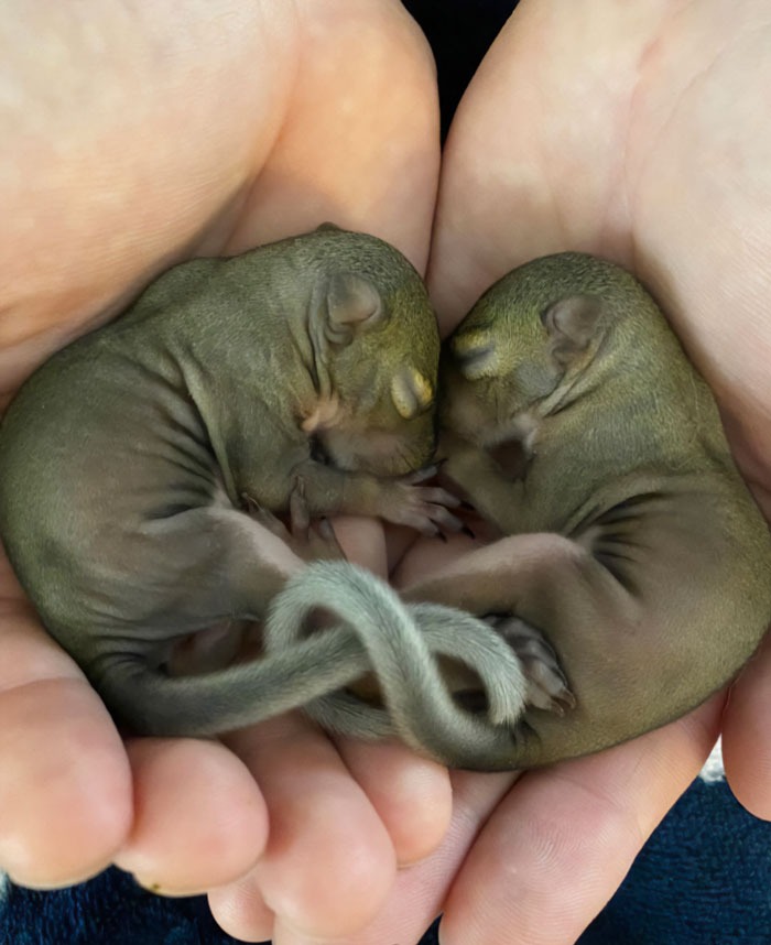Newborn squirrels laying down in hands of human