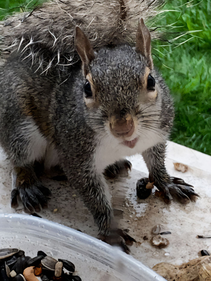 Whenever It Rains She Has A Bad (Cute) Tail Day And A Super Smiley Face