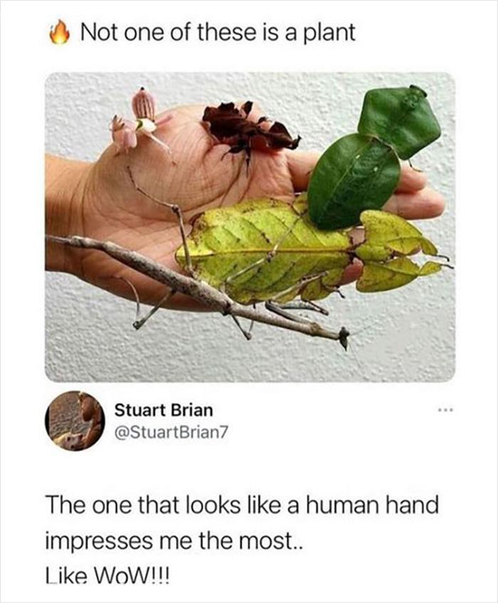 A hand holding various insects and bugs that look like leaves in a funny science jokes and memes image.